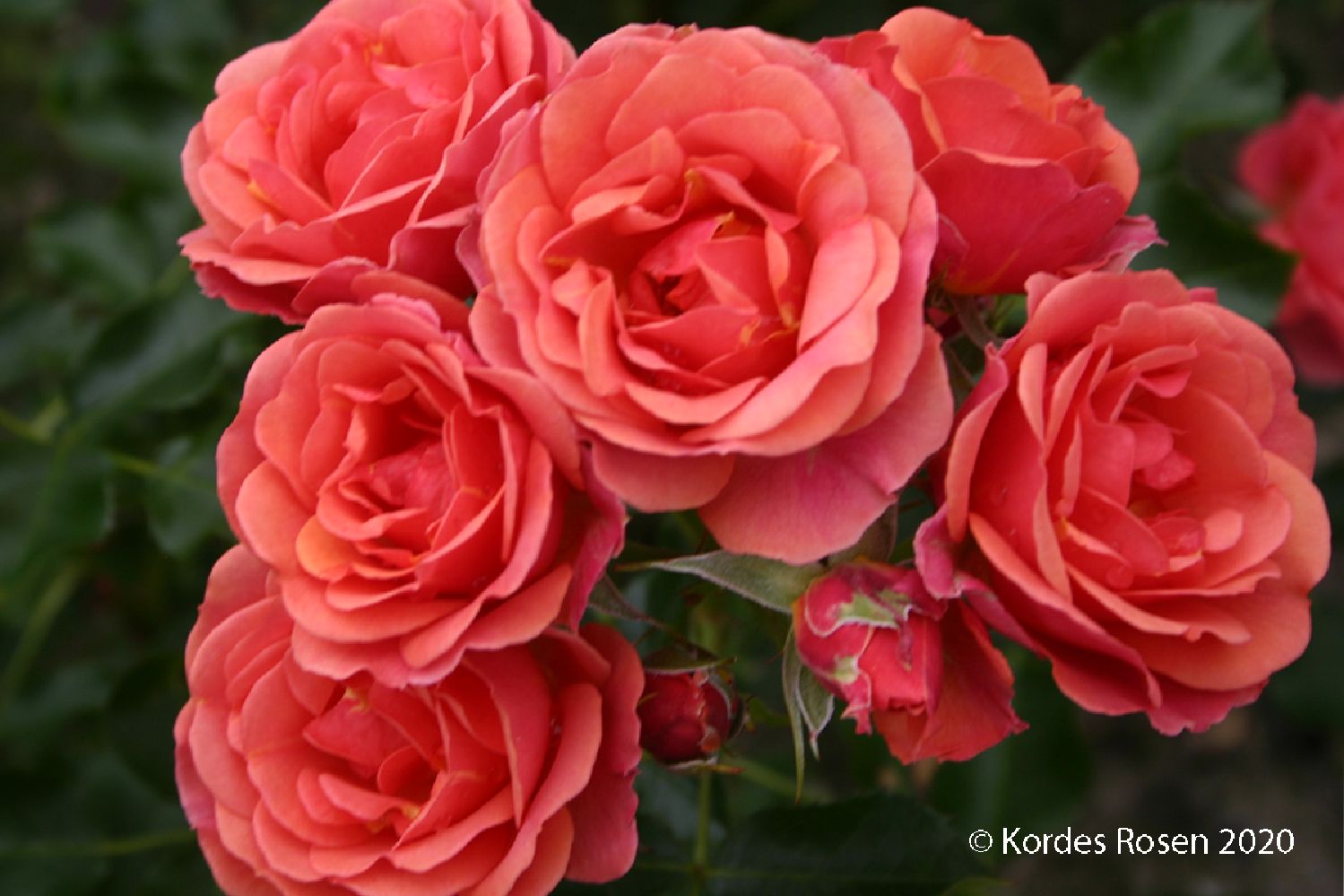 Rose 'Mandarin' ® Patiorose