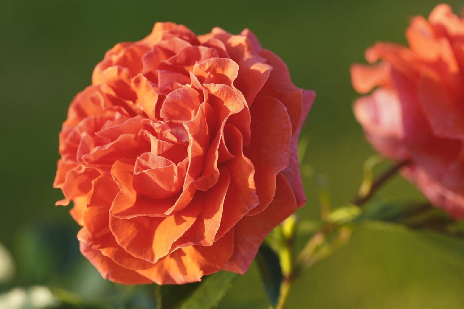 Rose 'Naranga' ® Kletterrose