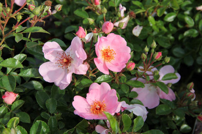 Rose 'Sweet Haze' Bienenweide