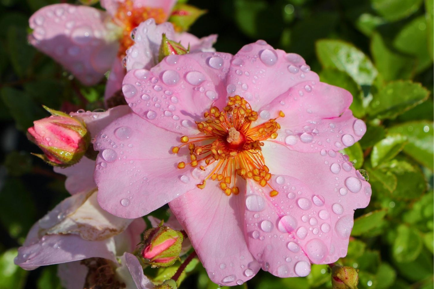 Rose 'Sweet Haze' ® (Bienenweide)