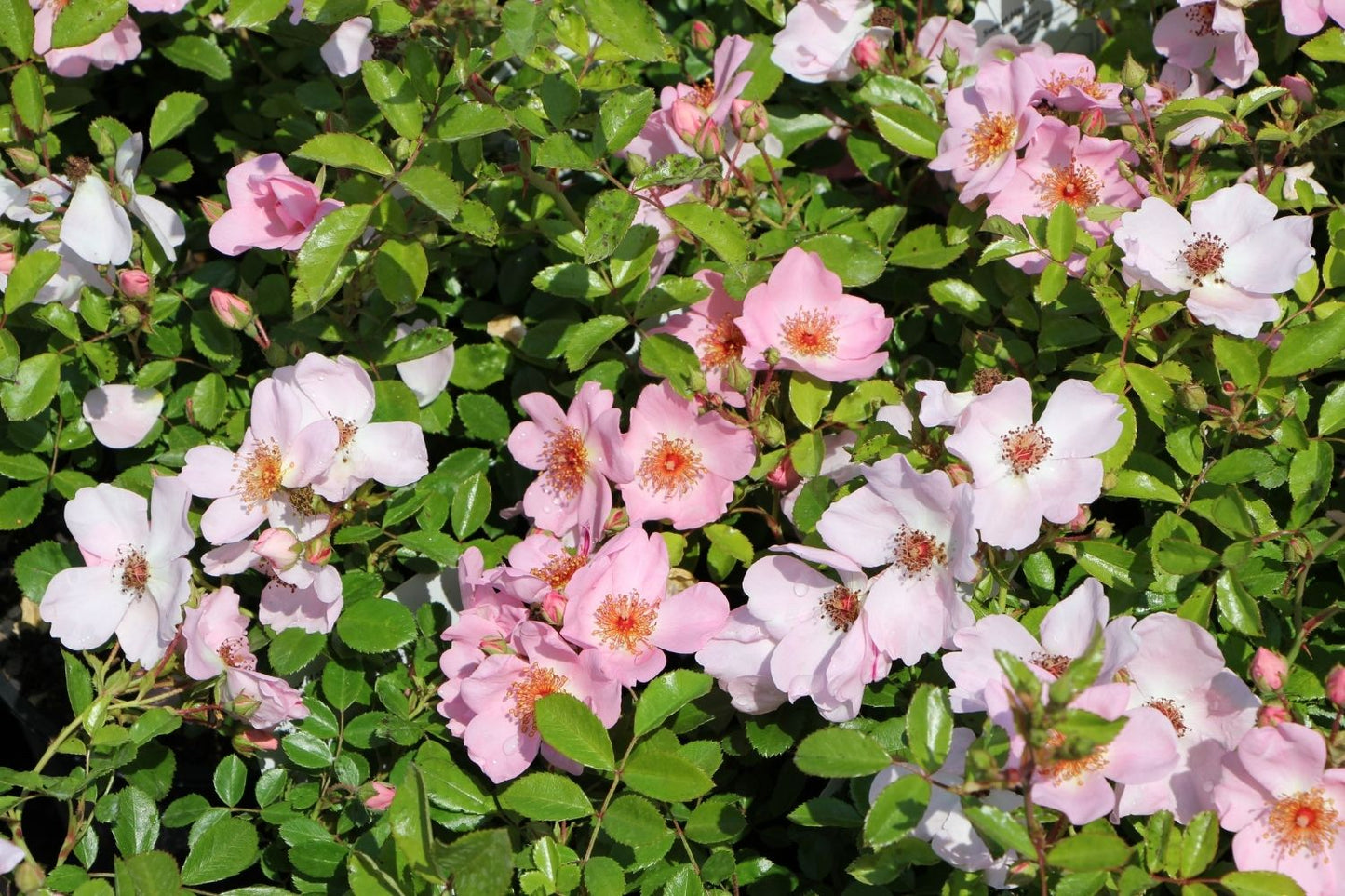 Rose 'Sweet Haze' ® (Bienenweide)