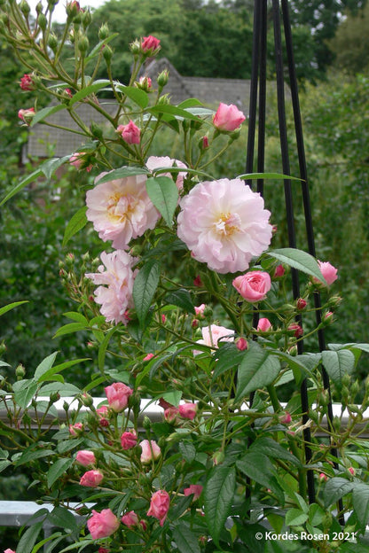 Rose 'Sweet Siluetta' (Miniclimber)