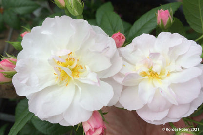 Rose 'Sweet Siluetta' ® Miniclimber