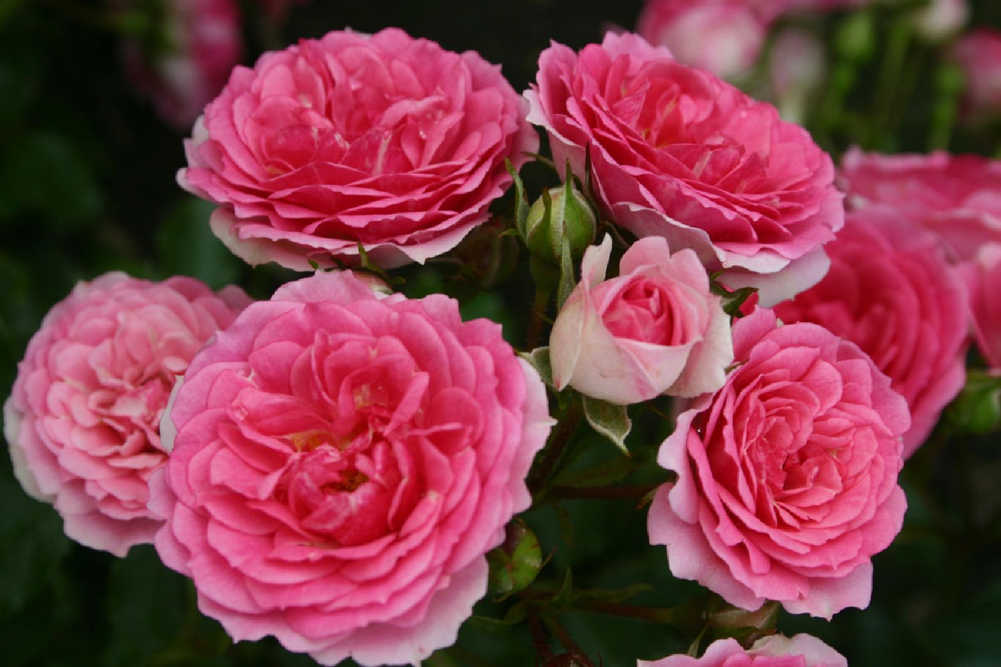 Rose 'Amica' ® Patiorose