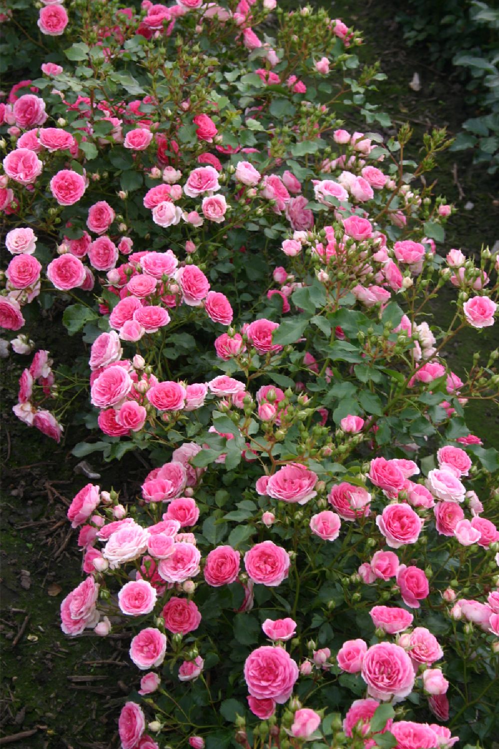 Rose 'Amica' ® (Patiorose)