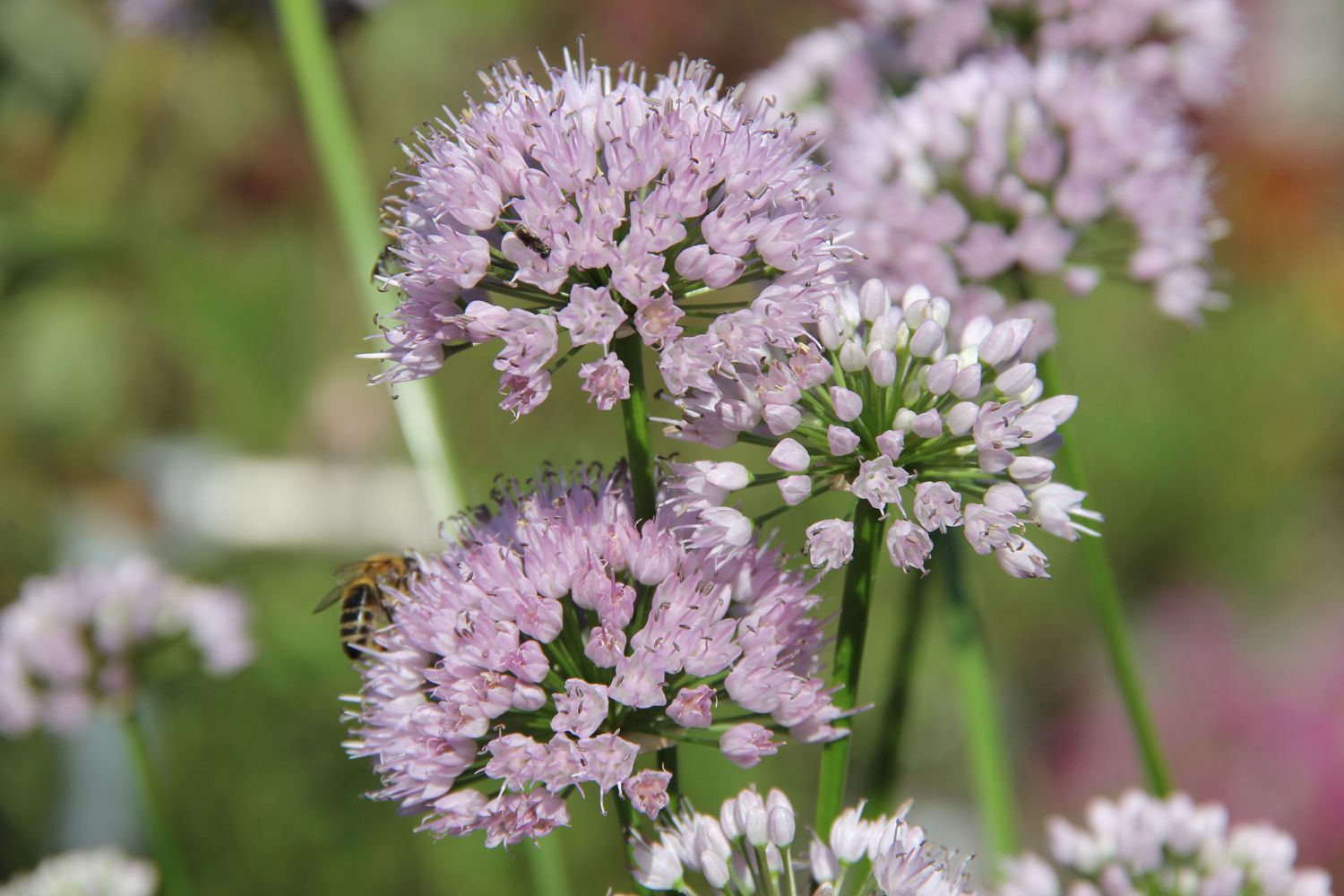 Allium 'Summer Beauty' Zierlauch