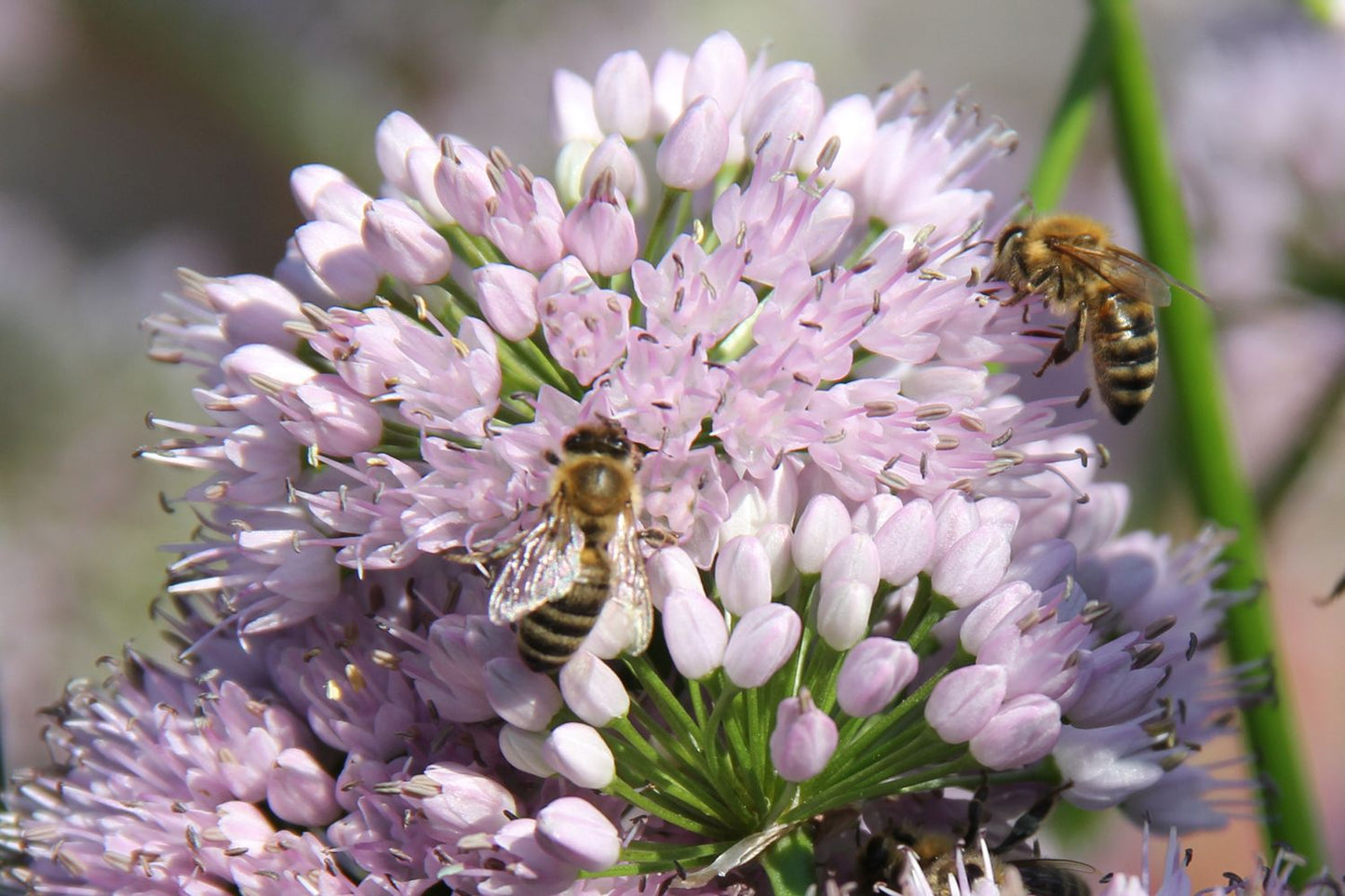 Allium 'Summer Beauty' (Zierlauch)