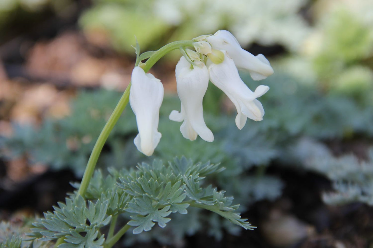 Dicentra 'Ivory Hearts' ® Zwergherzblume