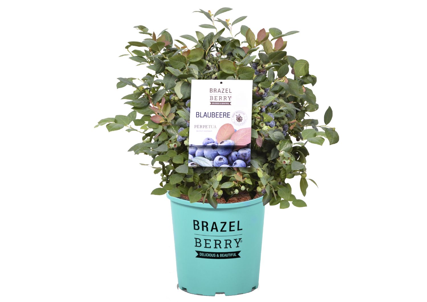 Vaccinium BrazelBerry® 'Perpetua' Topf-Heidelbeere