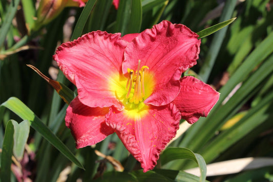 Hemerocallis 'Siloam Paul Watts' Kleinblumige Taglilie