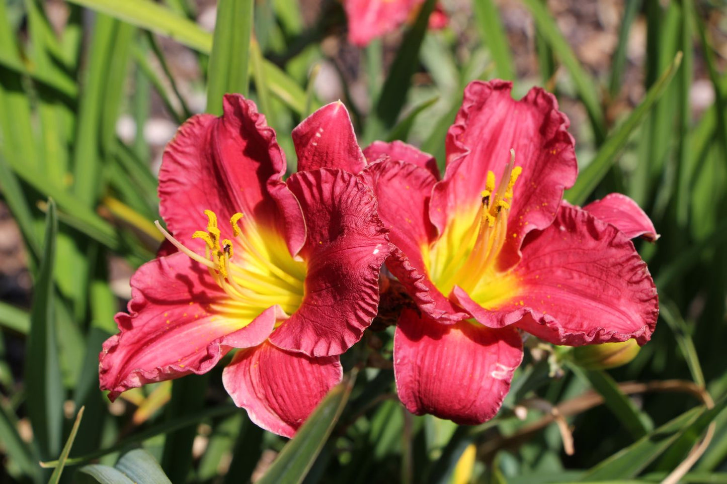 Hemerocallis 'Siloam Paul Watts' (Kleinblumige Taglilie)