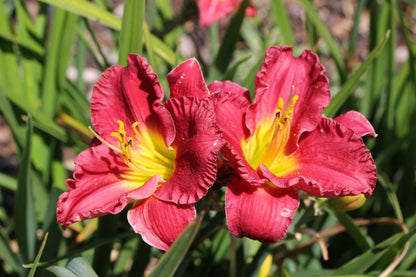 Hemerocallis 'Siloam Paul Watts' (Kleinblumige Taglilie)