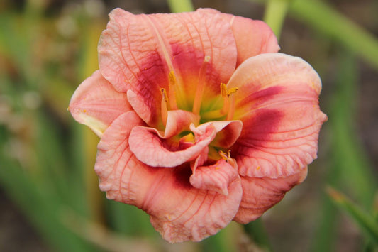 Hemerocallis 'Just my Size' Miniaturblütige Taglilie