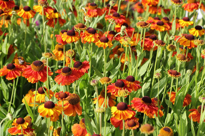 Helenium 'Sahin's Early Flowerer' (Sonnenbraut)