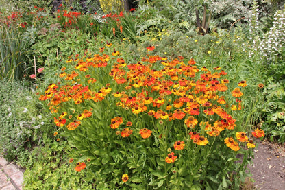 Helenium 'Sahin's Early Flowerer' (Sonnenbraut)