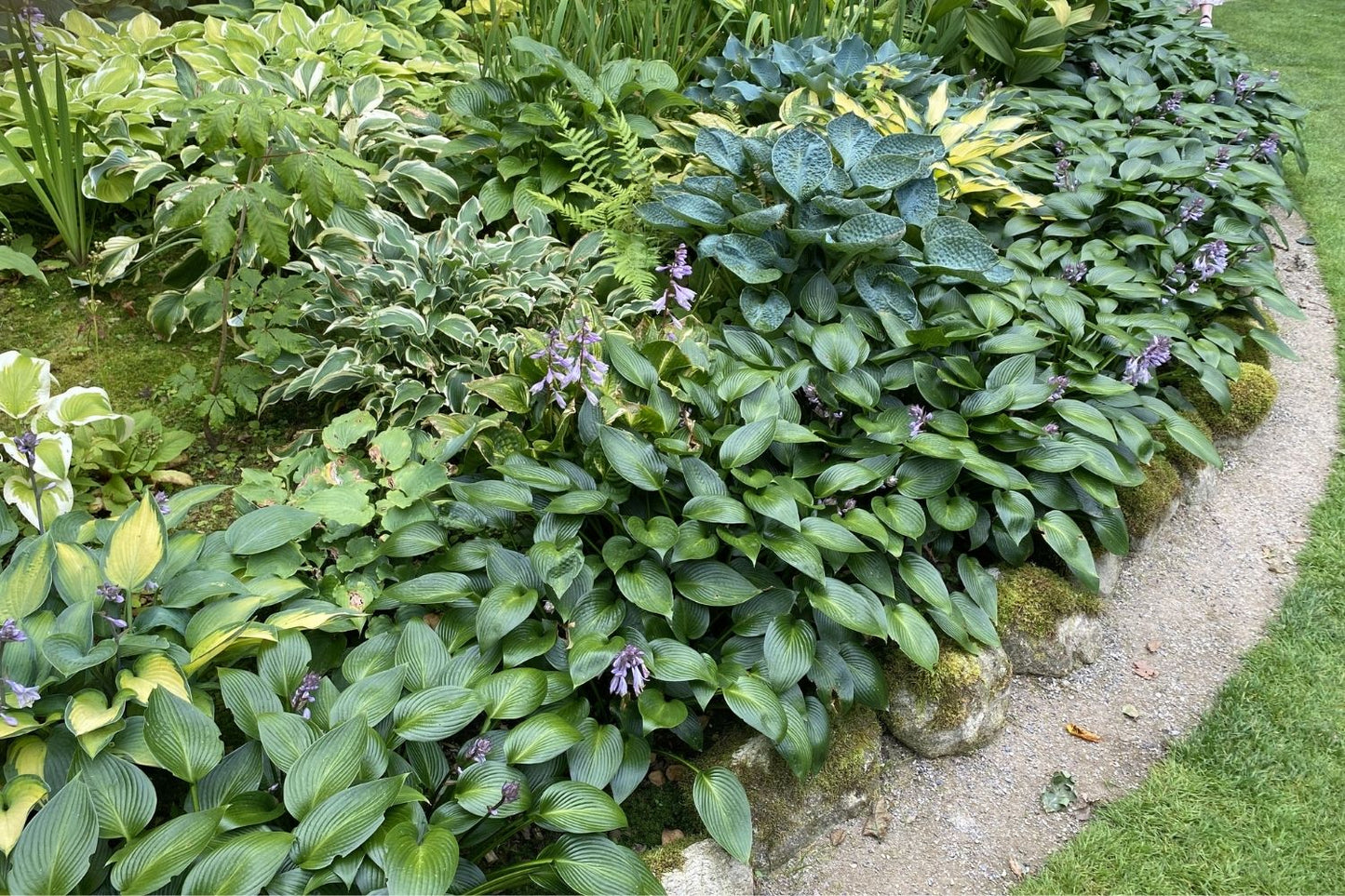 Hosta 'Devon Green' (Funkie | Herzblatt-Lilie)
