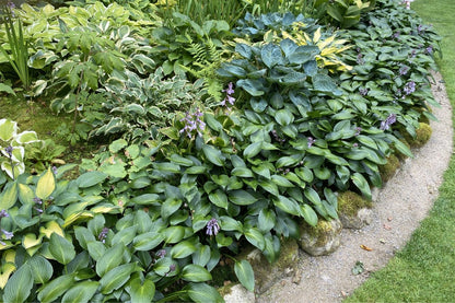 Hosta 'Devon Green' (Funkie | Herzblatt-Lilie)