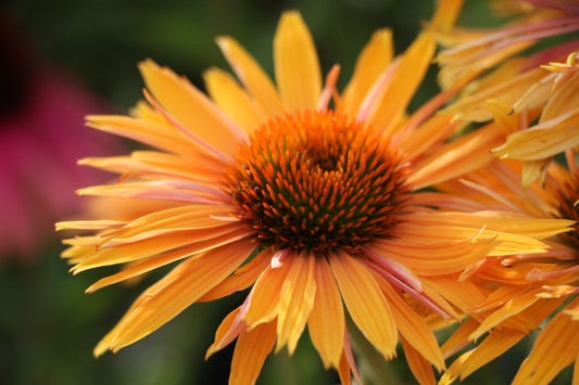 Echinacea 'Big Kahuna'® Scheinsonnenhut