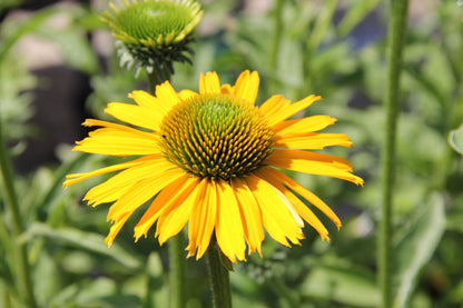 Echinacea 'Kismet® Yellow' Scheinsonnenhut