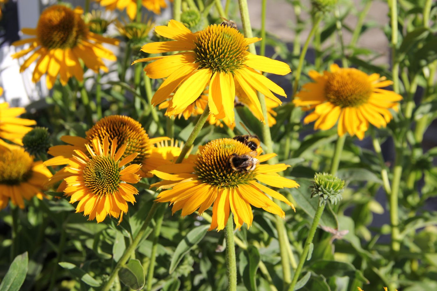 Echinacea 'Kismet® Yellow' (Scheinsonnenhut)