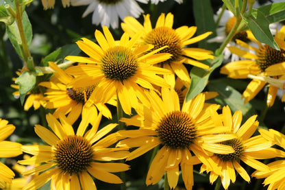 Echinacea 'Kismet® Yellow' (Scheinsonnenhut)