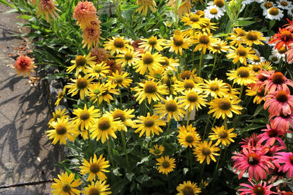 Echinacea 'Kismet® Yellow' (Scheinsonnenhut)