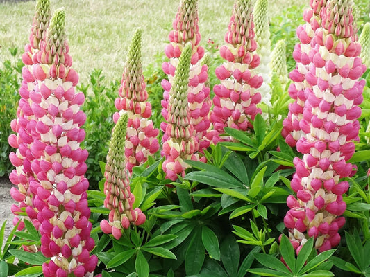 Lupinus polyphyllus 'Rachel de Thame' ® Westcountry Lupine