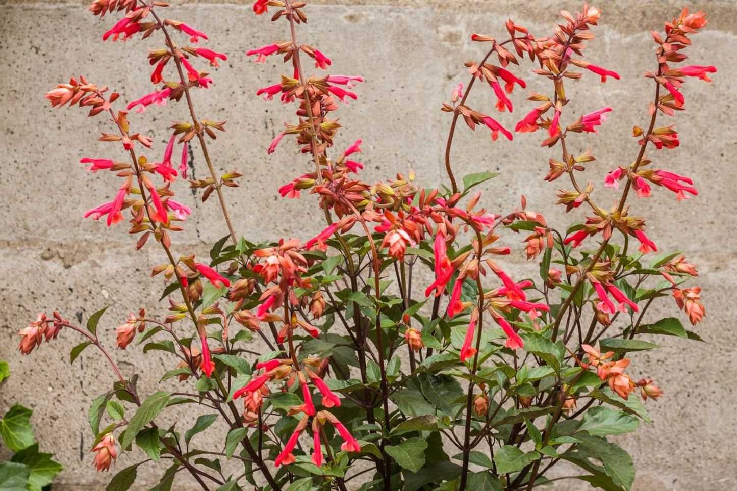 Salvia 'Ember's Wish' Sommer-Salbei