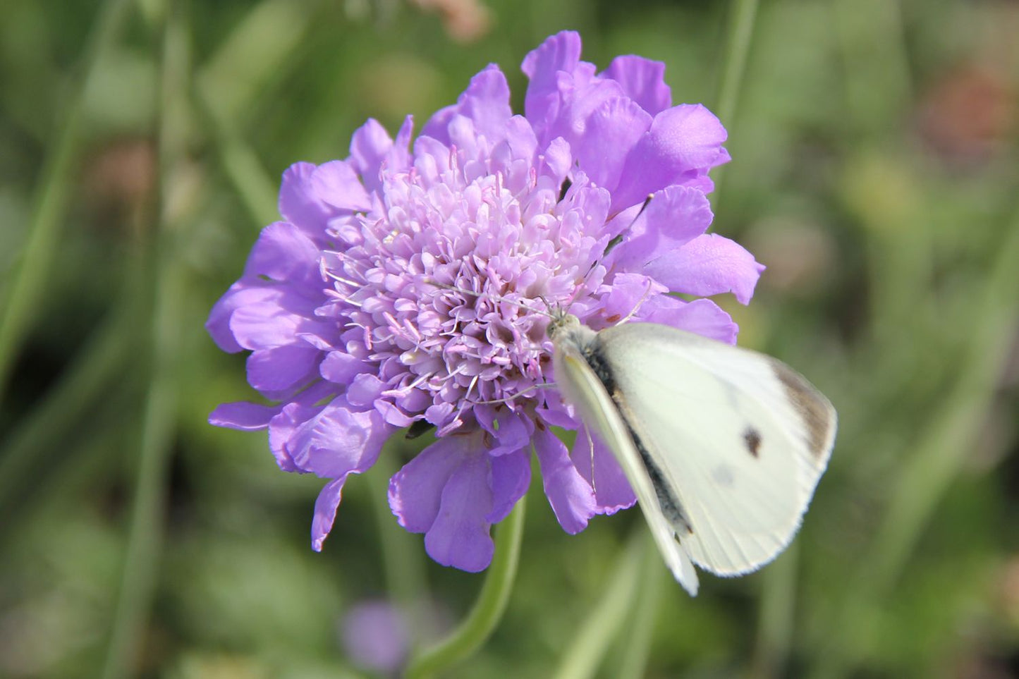 Scabiosa columbaria 'Mariposa Blue' (Taubenskabiose)