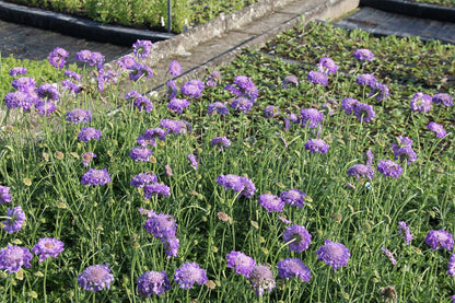 Scabiosa columbaria 'Mariposa Blue' (Taubenskabiose)