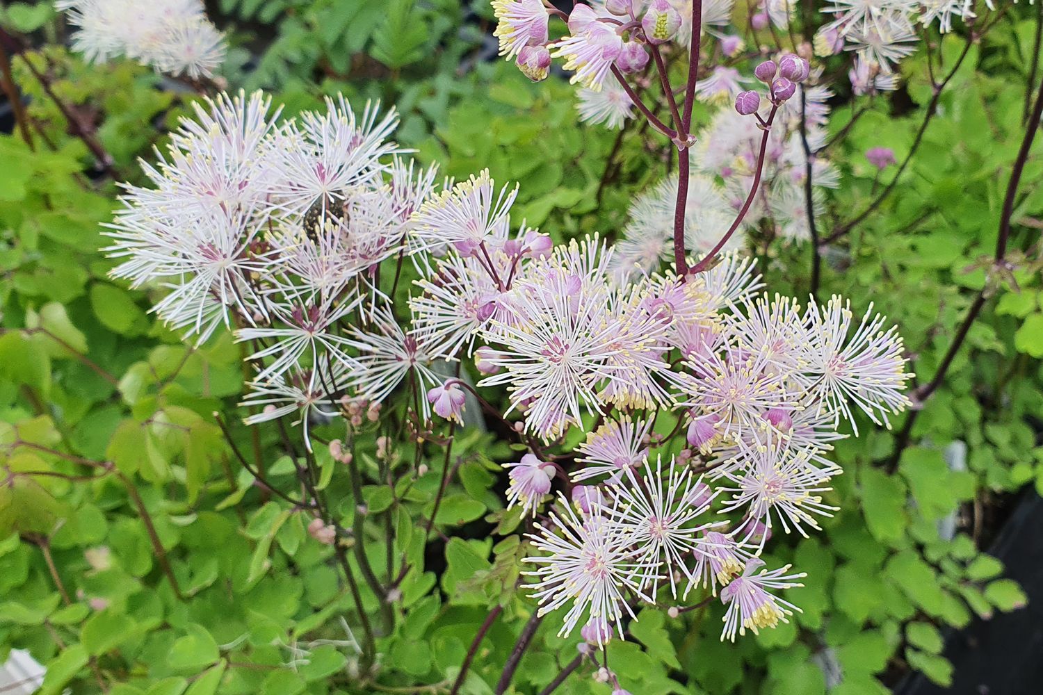 Thalictrum aquilegifolium 'Nimbus White' Akeleiblättrige Wiesenraute