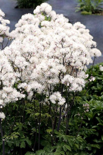 Thalictrum aquilegifolium 'Nimbus White' ® (Akeleiblättrige Wiesenraute)