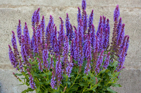Salvia nemorosa 'Blue Field' Ziersalbei