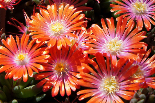 Delosperma 'Jewel of Desert Sunstone' Garten-Mittagsblume