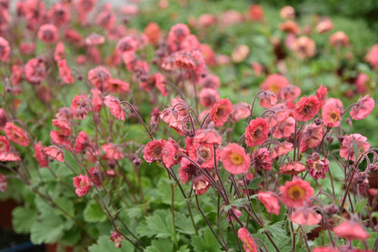 Geum 'Pink Petticoats' (Nelkenwurz)