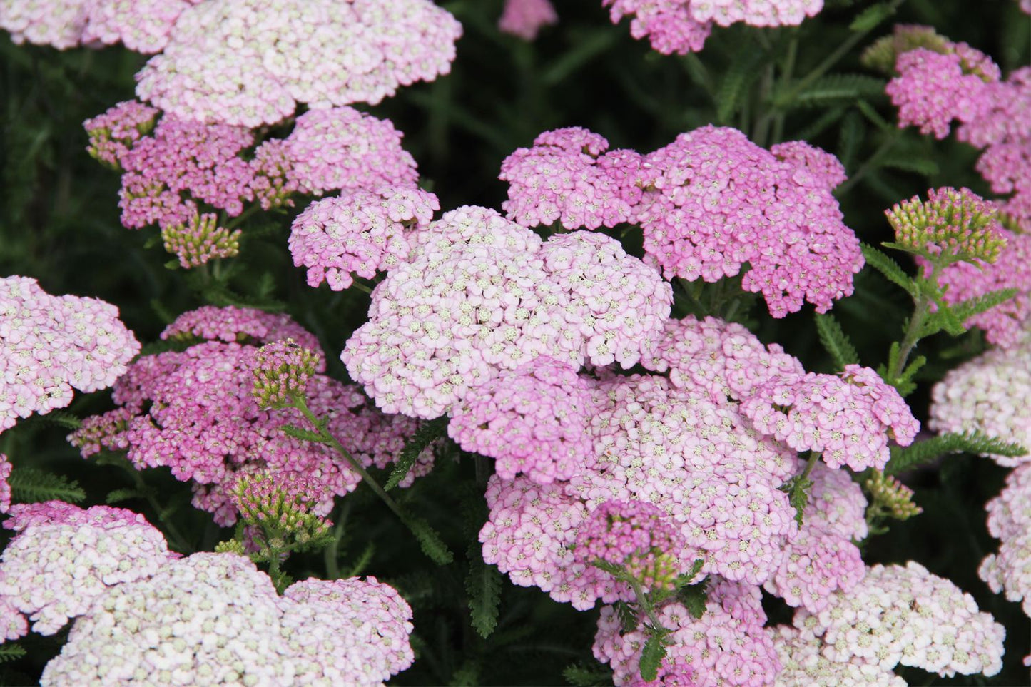 Achillea millefolium 'Appleblossom' Schafgarbe