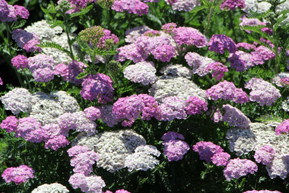 Achillea millefolium 'Appleblossom' (Schafgarbe)