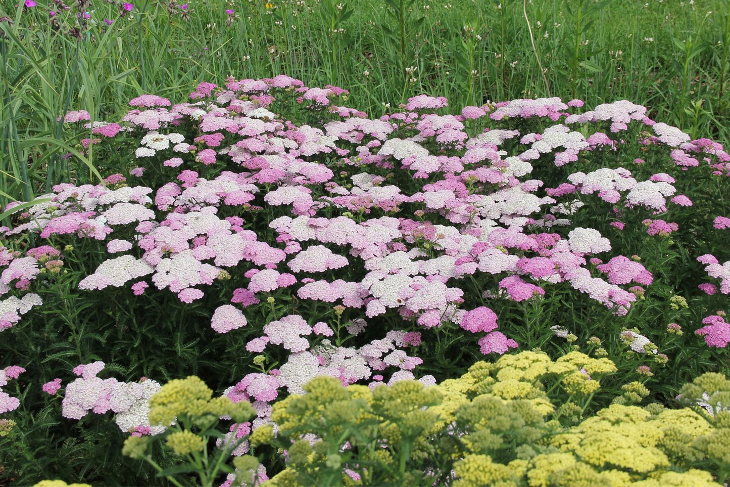 Achillea millefolium 'Appleblossom' (Schafgarbe)