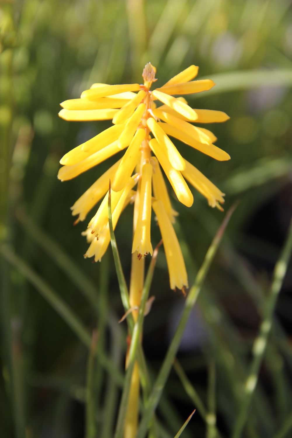 Kniphofia 'Banana Popsicle' Fackellilie