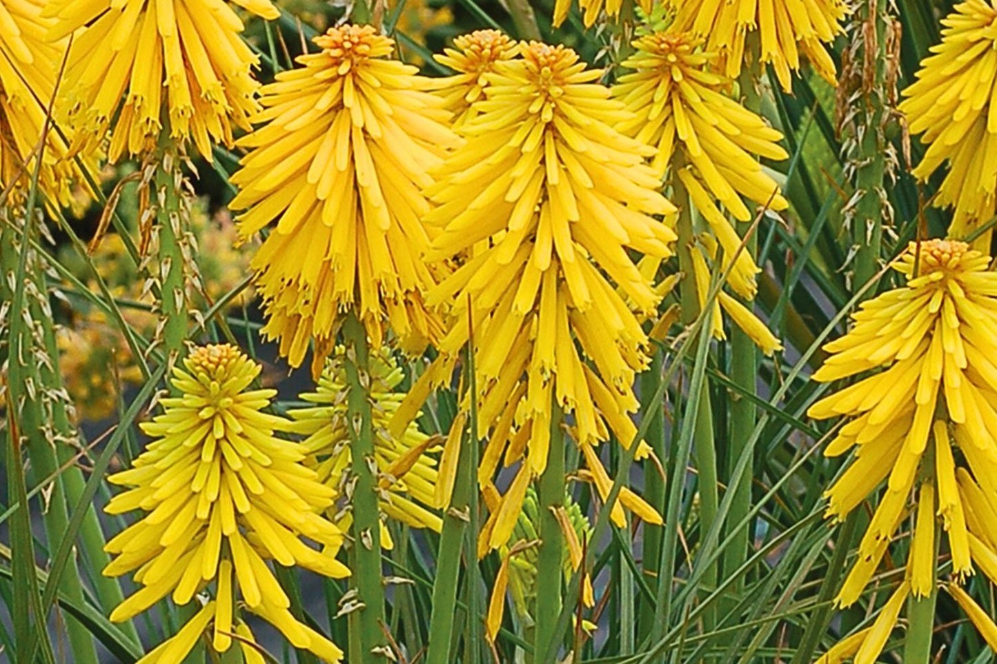 Kniphofia 'Banana Popsicle' (Fackellilie)