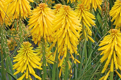 Kniphofia 'Banana Popsicle' (Fackellilie)
