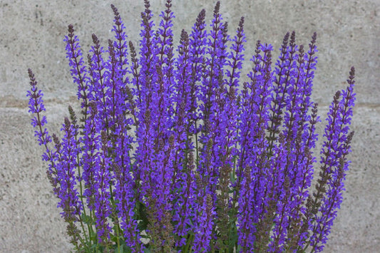 Salvia nemorosa 'Salute Deep Blue' Ziersalbei