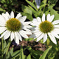 Echinacea 'Kismet® White' Scheinsonnenhut