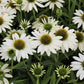 Echinacea 'Kismet® White' (Scheinsonnenhut)