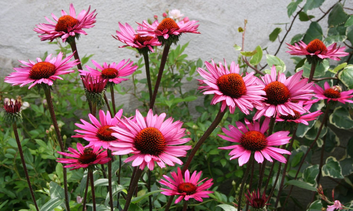 Echinacea 'Merlot' Scheinsonnenhut