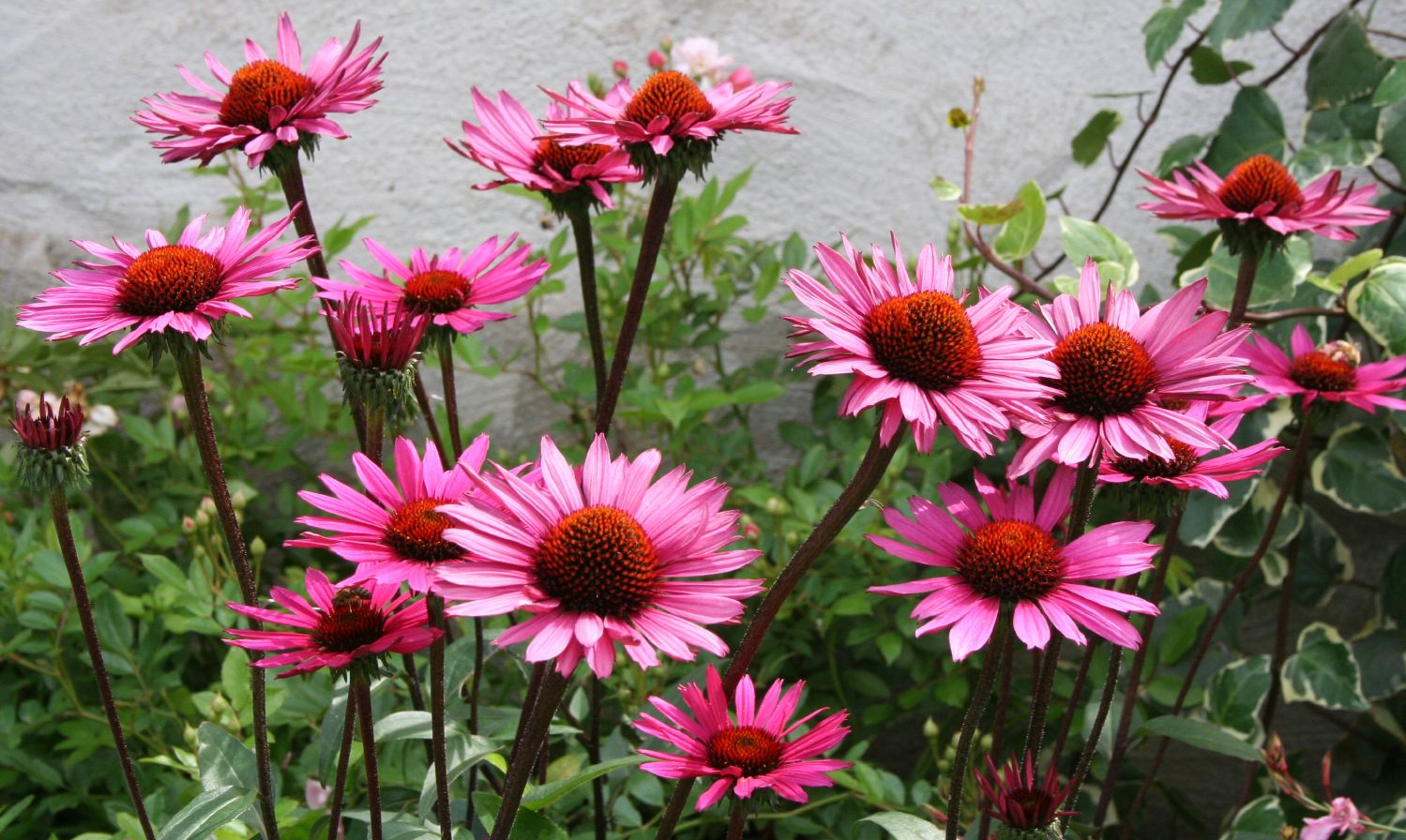 Echinacea 'Merlot' Scheinsonnenhut