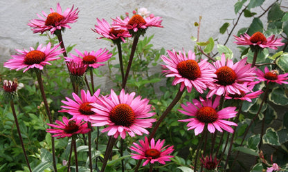 Echinacea 'Merlot' Scheinsonnenhut