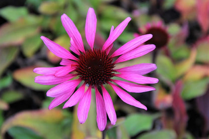Echinacea 'Merlot' (Scheinsonnenhut)