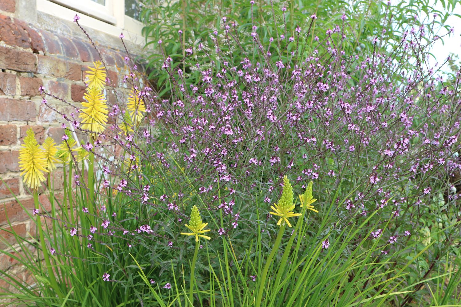 Verbena officinalis 'Bampton' Eisenkraut