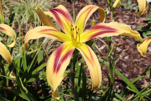 Hemerocallis 'Free Wheelin' Großblumige Taglilie